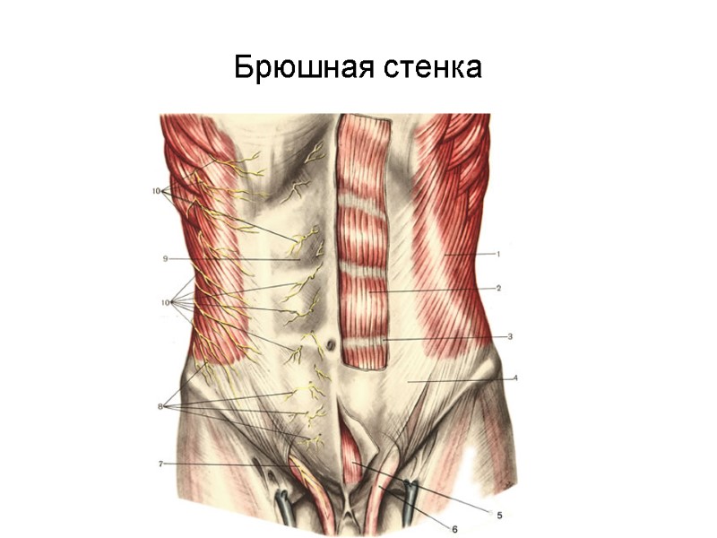 Брюшная стенка